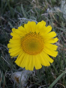 Alpine Sunflower