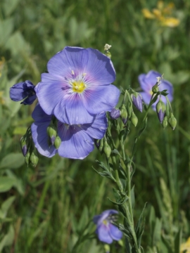 aspenglen-wildflowers