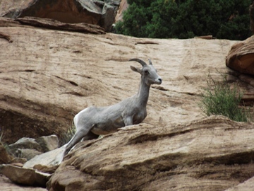 bighorn-sheep