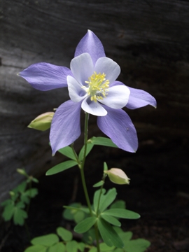 columbine