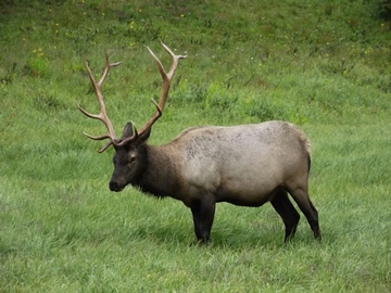 elk-poudre-river-trail