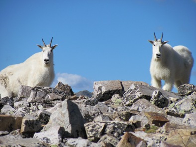 mountain-goats