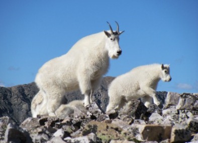 mountain-goats