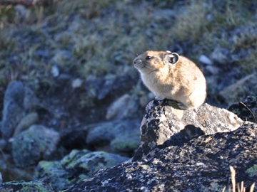 pika