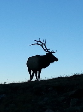 ptarmigan-ute-trail