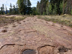 West Gold Hill Dinosaur Trackway